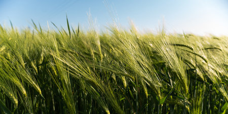 Fresh green barley swaying in summer breezeの写真素材