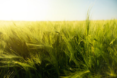 Lush green cereal crop growing in rural fieldの写真素材