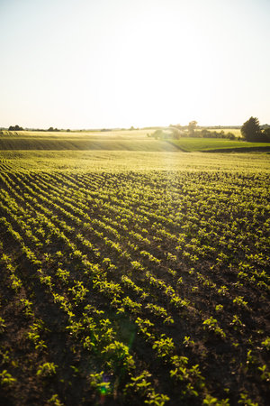 Soy Sprouts Breaking Through Soil in Rural Fieldの写真素材