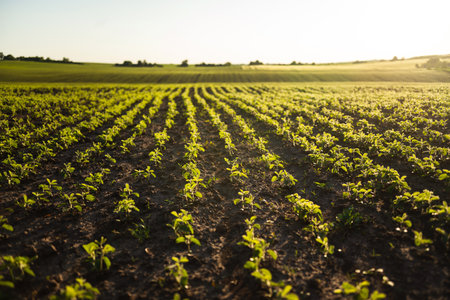 Sustainable Soybean Cultivation in Progressの写真素材
