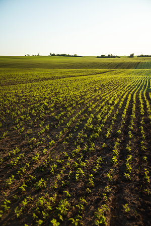 Eco-Friendly Soybean Farming Landscape Agricultureの写真素材