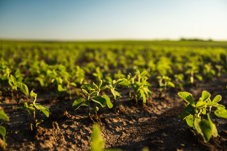 Legume Crop Growth Early Soybean Stageの写真素材