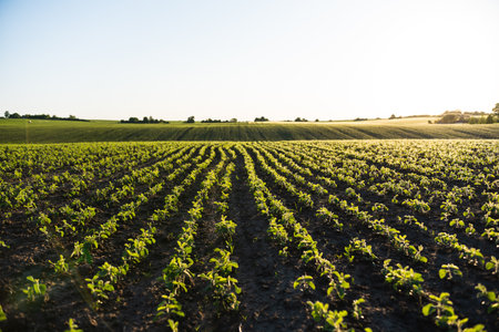 Agricultural landscape with young soybeans growing in lines under the morning sunの写真素材