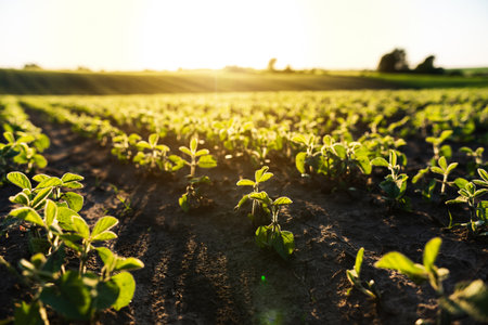 Close-up of a soybean field during golden hour. Young plants sprouting from dark soil.の写真素材