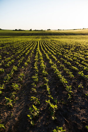 Springtime Soybean Field Fresh Growthの写真素材