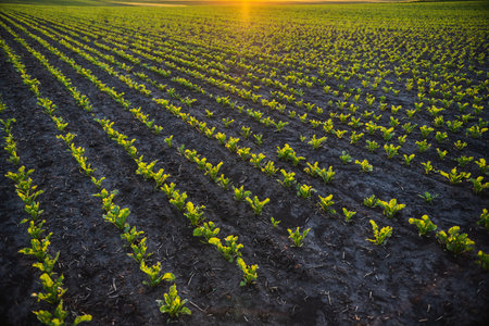 Beetroot field at golden hour in rural landscapeの写真素材