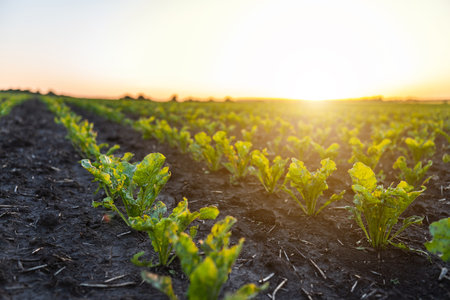 Green sprouts of sugar beet in fertile soil close-upの写真素材
