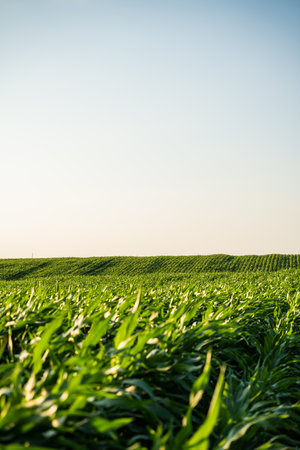 Structured cornfield with young plants in early summerの写真素材