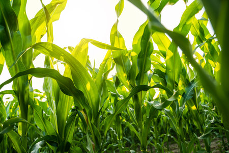 Vegetative stage of corn plants under bright skyの写真素材