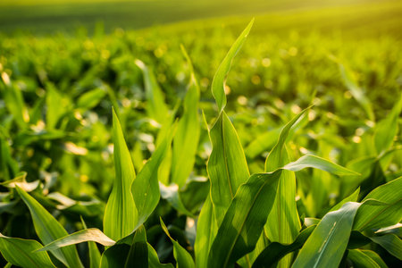 Close-up of green corn leaves glowing in warm lightの写真素材