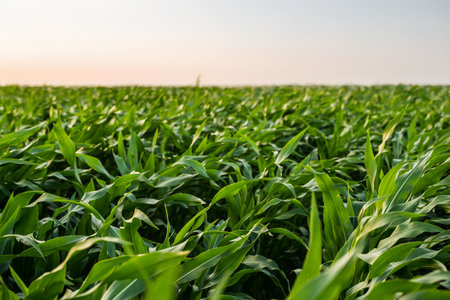Corn growing season on open farmland under blue skyの写真素材