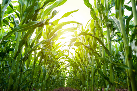 Corn plants growing in straight rows on farmlandの写真素材