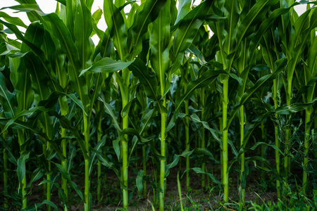 Green corn stalks growing on field, close upの写真素材