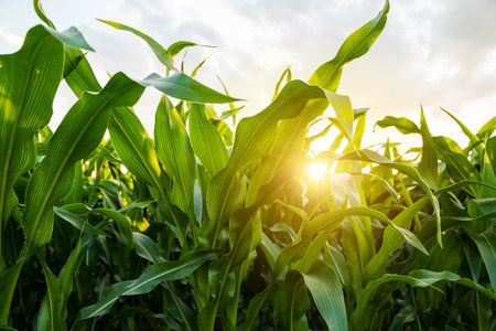 Sunlight shining through green corn leaves in summer fieldの写真素材