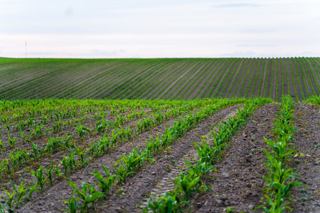 Early corn crops in spring perspectiveの写真素材