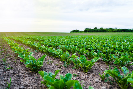 Young sugar beet field under cloudy skyの写真素材