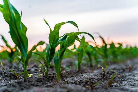 Close-up of corn seedlings in soft evening lightの写真素材