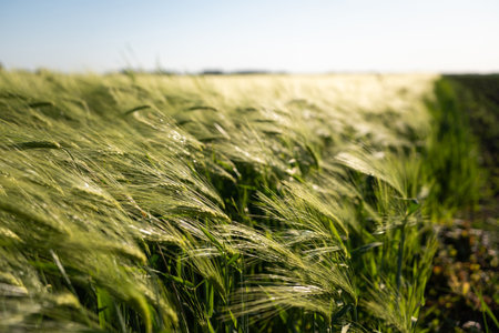 Closeup of barley ears swaying in the wind at golden hour lightの写真素材