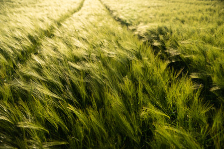Wide barley field with visible tractor trails at evening lightの写真素材