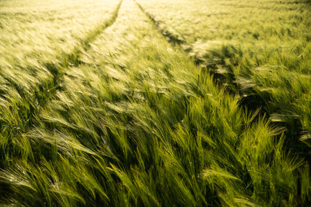 Green barley growing densely in fertile summer farmland fieldの写真素材