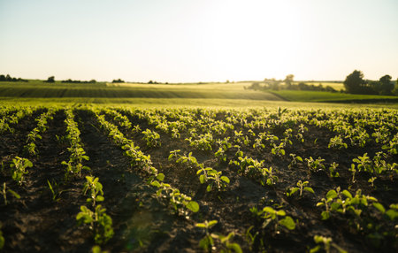 Low perspective of soybean field glowing under warm sunset lightの写真素材