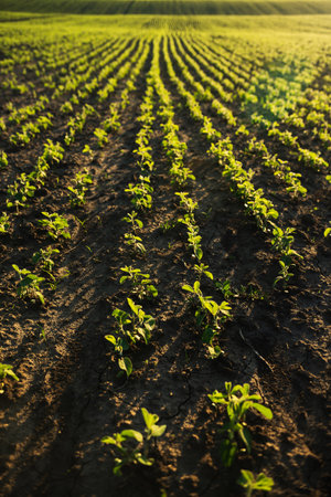 Soybean field in golden sunlight with perfect crop alignment and soft shadowsの写真素材