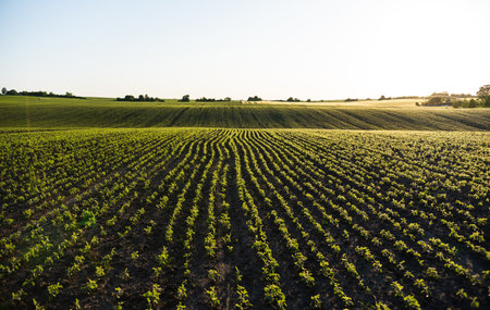 Soybean rows curving along hilly farmland at sunrise in rural areaの写真素材