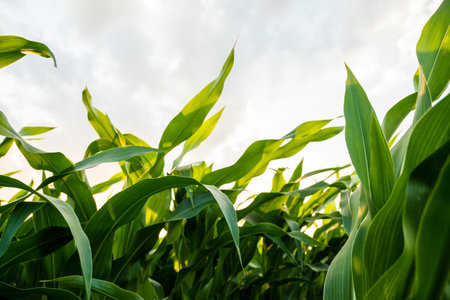 Low angle view of vibrant green corn leaves against sky in agricultural field at sunsetの写真素材