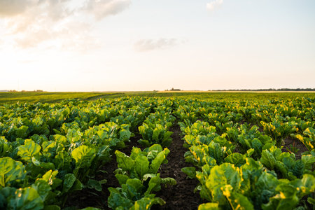 Agricultural landscape with sugar beet plants growing in rows on large open farmlandの写真素材