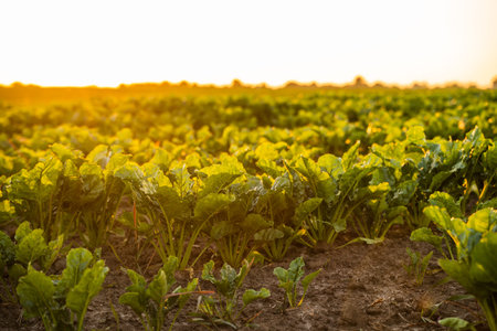 Closeup of sugar beet plants in rich soil lit by golden evening sunlight on farmland