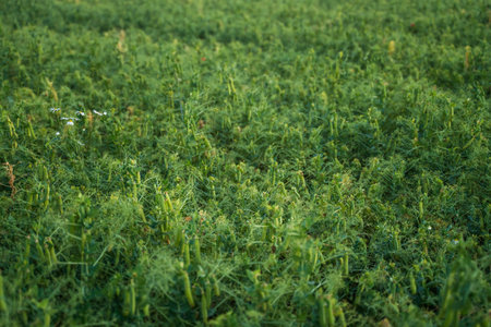 Close view of harvested pea plants with short green stalks and wildflowers on farmlandの写真素材