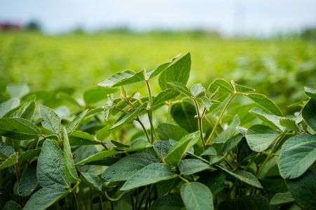 Closeup of fresh soybean leaves in summer with shallow depth and soft background blurの写真素材