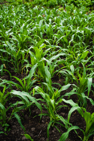 Young corn seedlings growing in rows on rich black soil during early summer seasonの写真素材