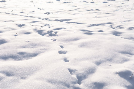 Fresh snow with visible animal tracks under bright sunlight in peaceful winter landscapeの写真素材