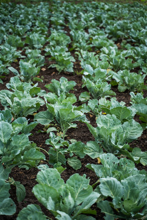 Rows of young cabbage plants growing in neat lines across open cultivated farmland