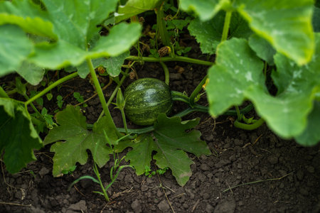 Young green pumpkin ripening on the vine among wide foliage in garden soilの写真素材