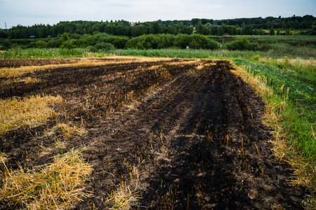 Wide farmland with burned stubble and natural vegetation on field edgeの写真素材