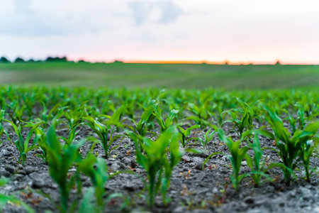 Corn seedlings sprouting across wide field at dawn in early summer seasonの写真素材