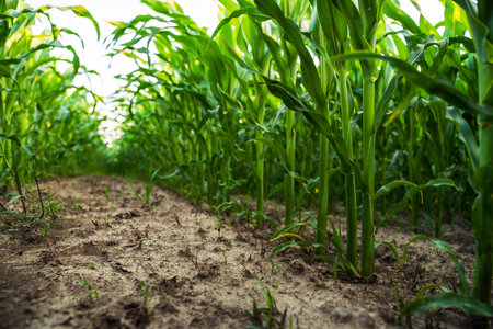 Ground-level view of corn stalks in narrow row space with dry soil and vibrant greeneryの写真素材