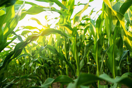 Sunlight glowing through dense corn leaves in vibrant green summer fieldの写真素材