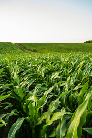 Expansive cornfield with gentle hills and a narrow trail curving into the distanceの写真素材