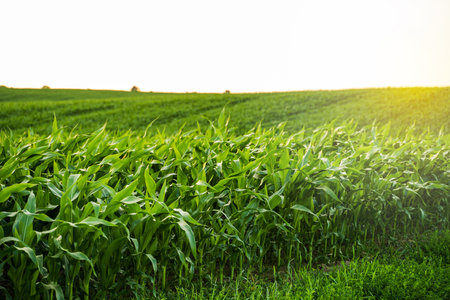 Sunset light over edge of cornfield with vibrant plants and soft green grass foregroundの写真素材