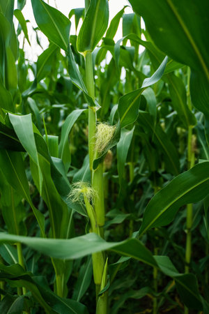 Close view of young corn stalk with visible silk in green maize fieldの写真素材