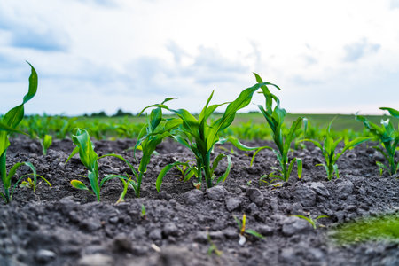 Low angle view of young corn seedlings emerging from fertile dark soil rowsの写真素材