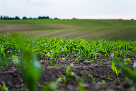 Fresh young corn leaves emerging from soil in wide early growth cornfield