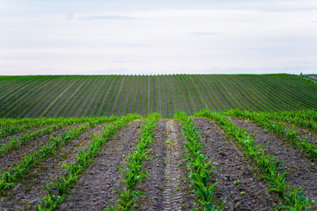 Freshly sprouted corn seedlings thriving in an expansive rural field, showcasing the orderly progression of crops and the promise of agricultural abundanceの写真素材