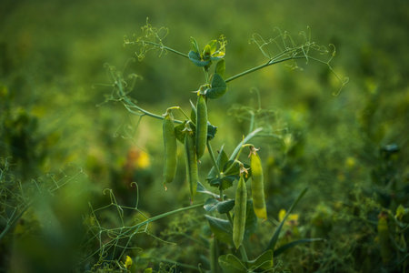 Pea plant with ripening green pods in a sunlit field, close-up showing vibrant growth and abundance...