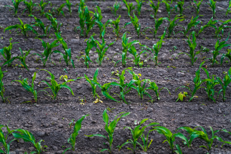 Young corn plants growing in neat rows across fertile agricultural land, symbolizing new beginnings, sustainability, organic farming, and the cycle of crop productionの写真素材