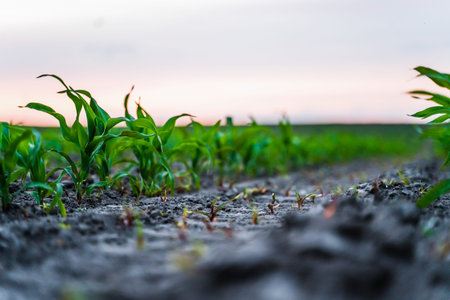 Young corn seedlings are emerging from dark soil in rows, illustrating a vibrant representation of...