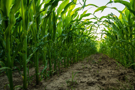 Lush green maize stalks standing in organized rows, creating a natural path through an expansive...